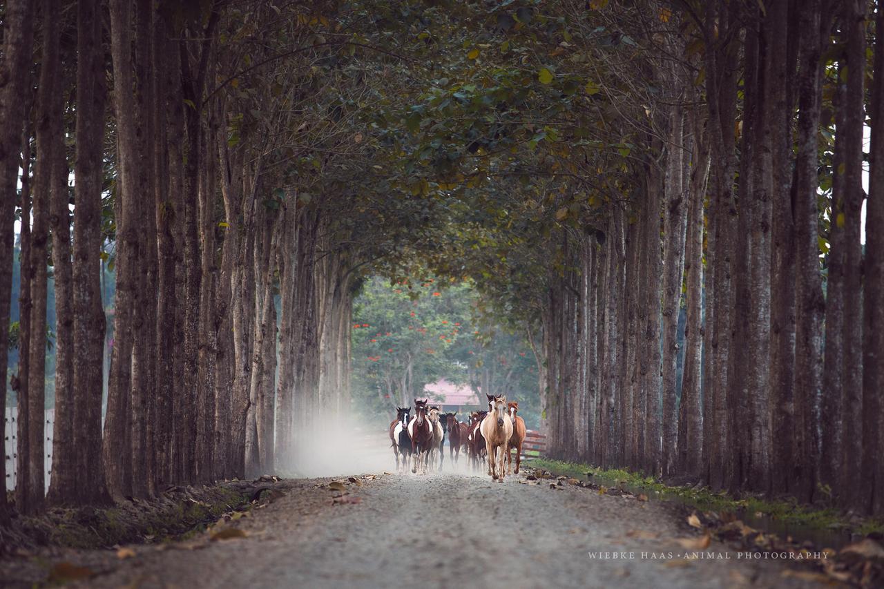 Hacienda La Danesa Villa La Union  ภายนอก รูปภาพ